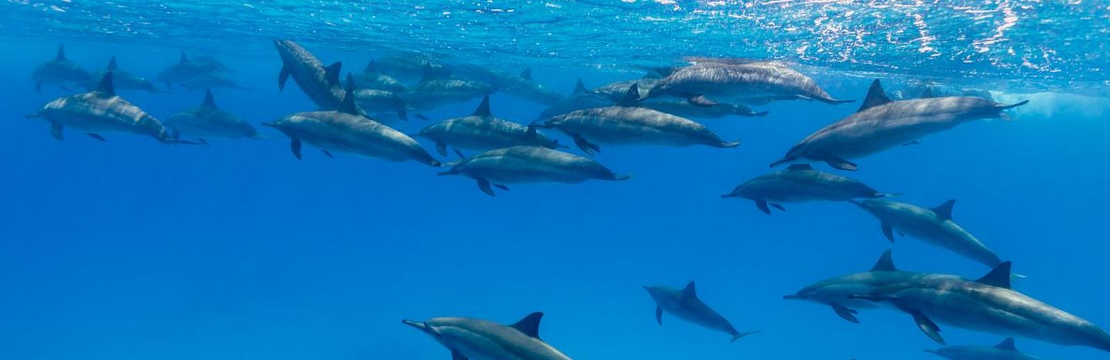 Schwimmen und Schnorcheln mit Delfinen 